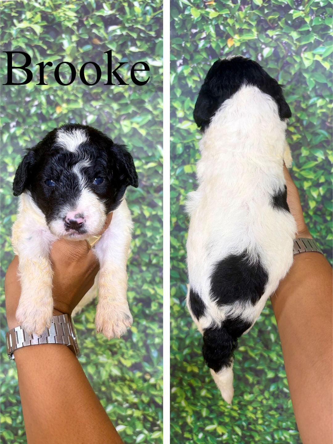 Brooke (No collar) 1